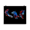 Three Beta Fish Poster - Image 2
