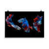Three Beta Fish Poster