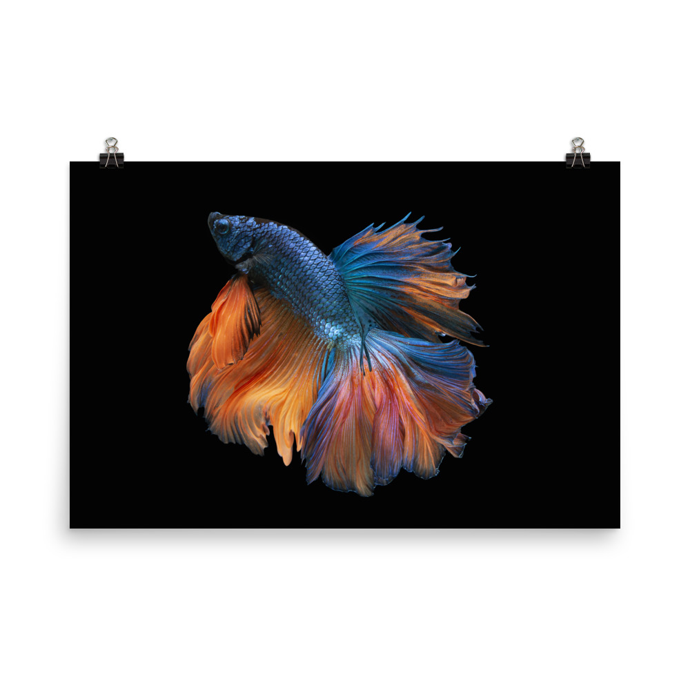 Blue Orange Beta Fish Poster - Jeff Fried Content Strategy: Photo, Video