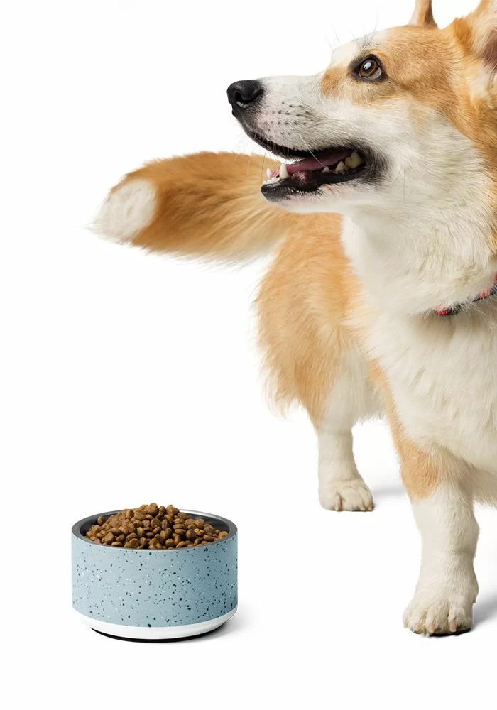 custom dogs food bowl