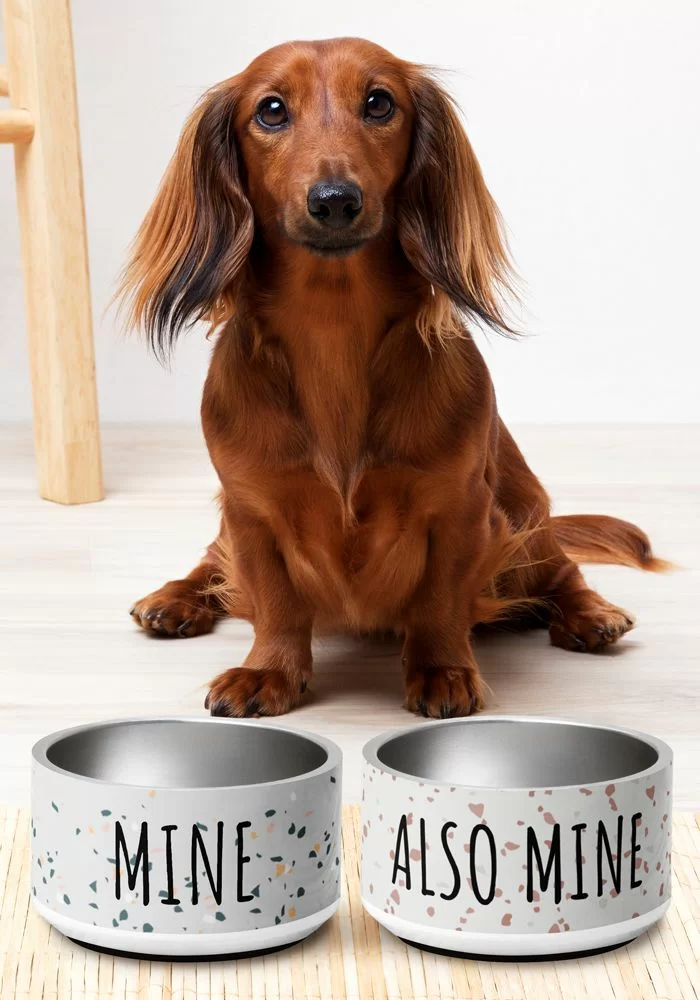 dogs food bowls